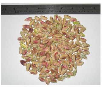 Akbari Pistachio kernel, Iran Pistachio Kernel, Iran pistachio, Pistachio