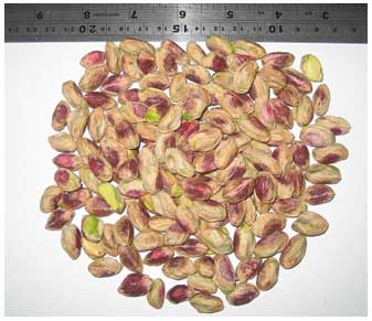 Jumbo Pistachio kernel, Iran Pistachio Kernel, Iran pistachio, Pistachio